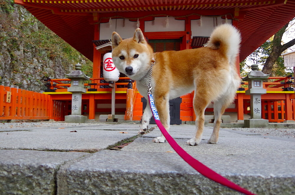 孤胆英雄与团队史诗,鲁德领衔的戴维斯杯奇迹,一场比ATP总决赛更惊险的胜利