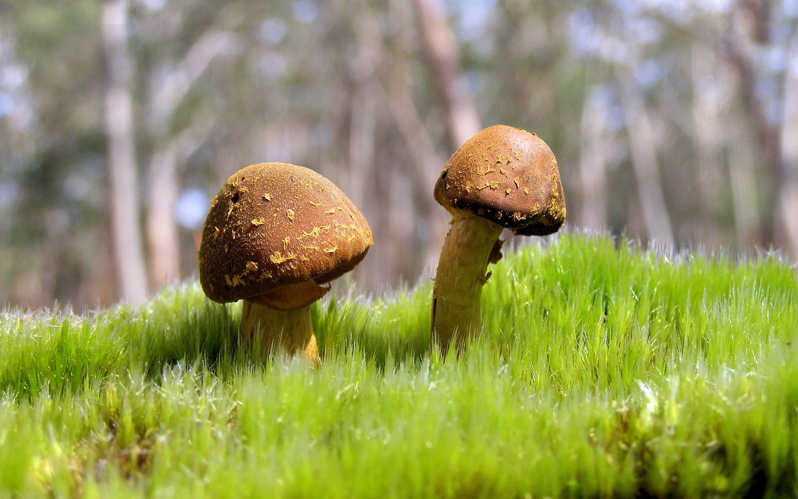 公牛张镇麟，当横扫成为一种精神