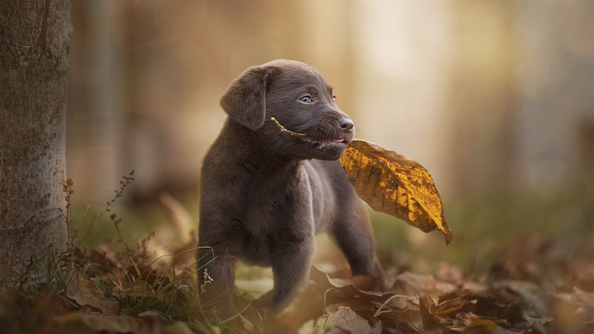 铁与火的对决,西西帕斯用古典精神点燃希腊荣耀