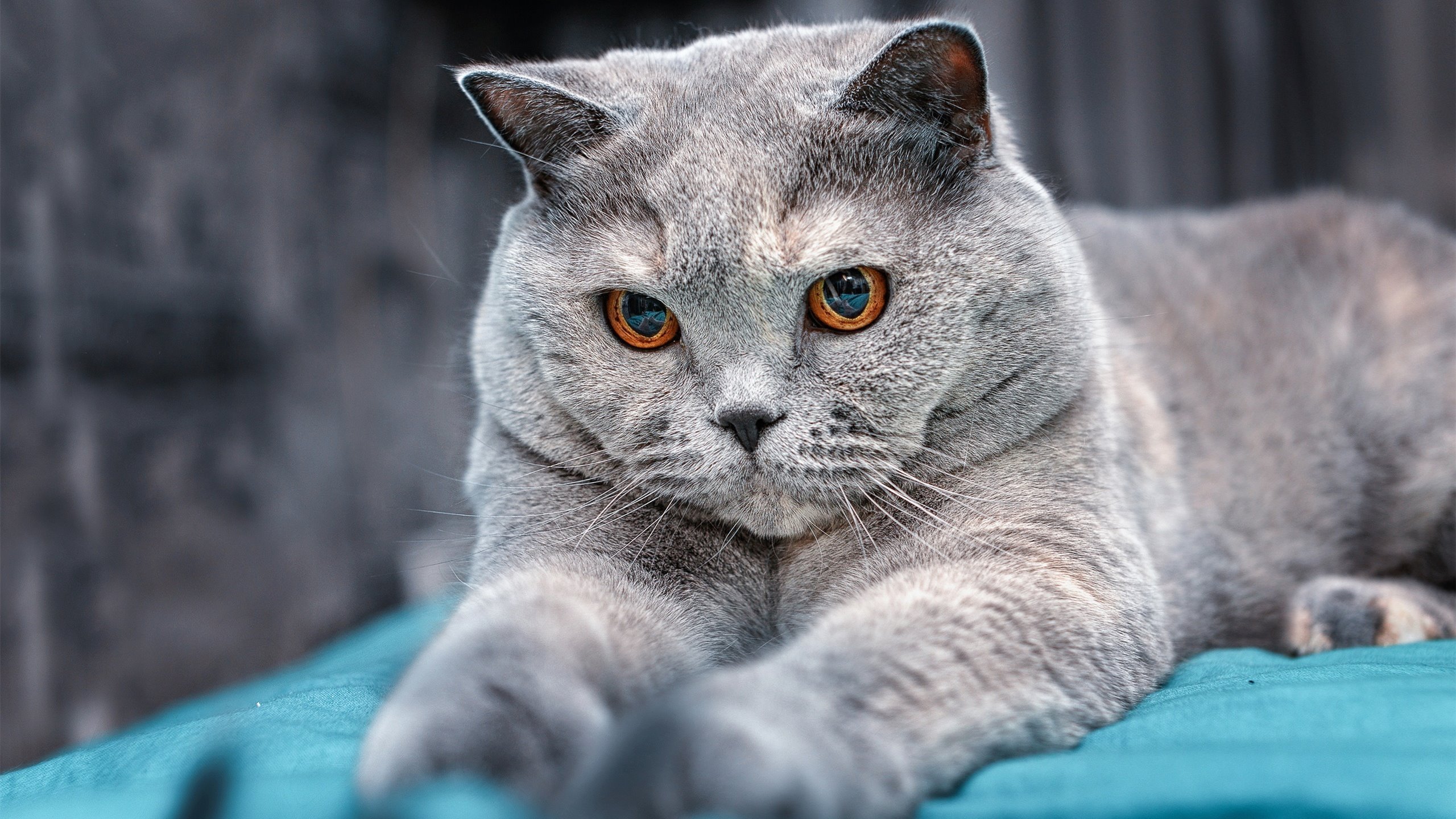 车轮下的谈判，哈斯如何在冰冷的战术中，让周冠宇点燃上海的天际线