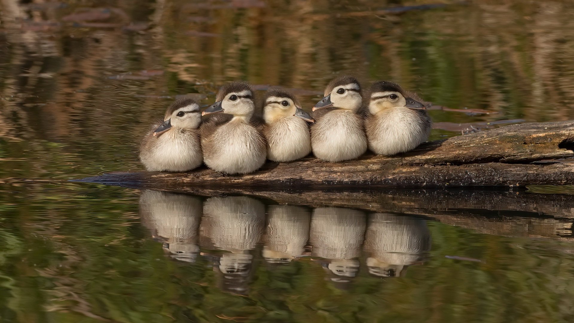 法网轻取美网,西西帕斯如何扛起全队,展现唯一性与战术精髓