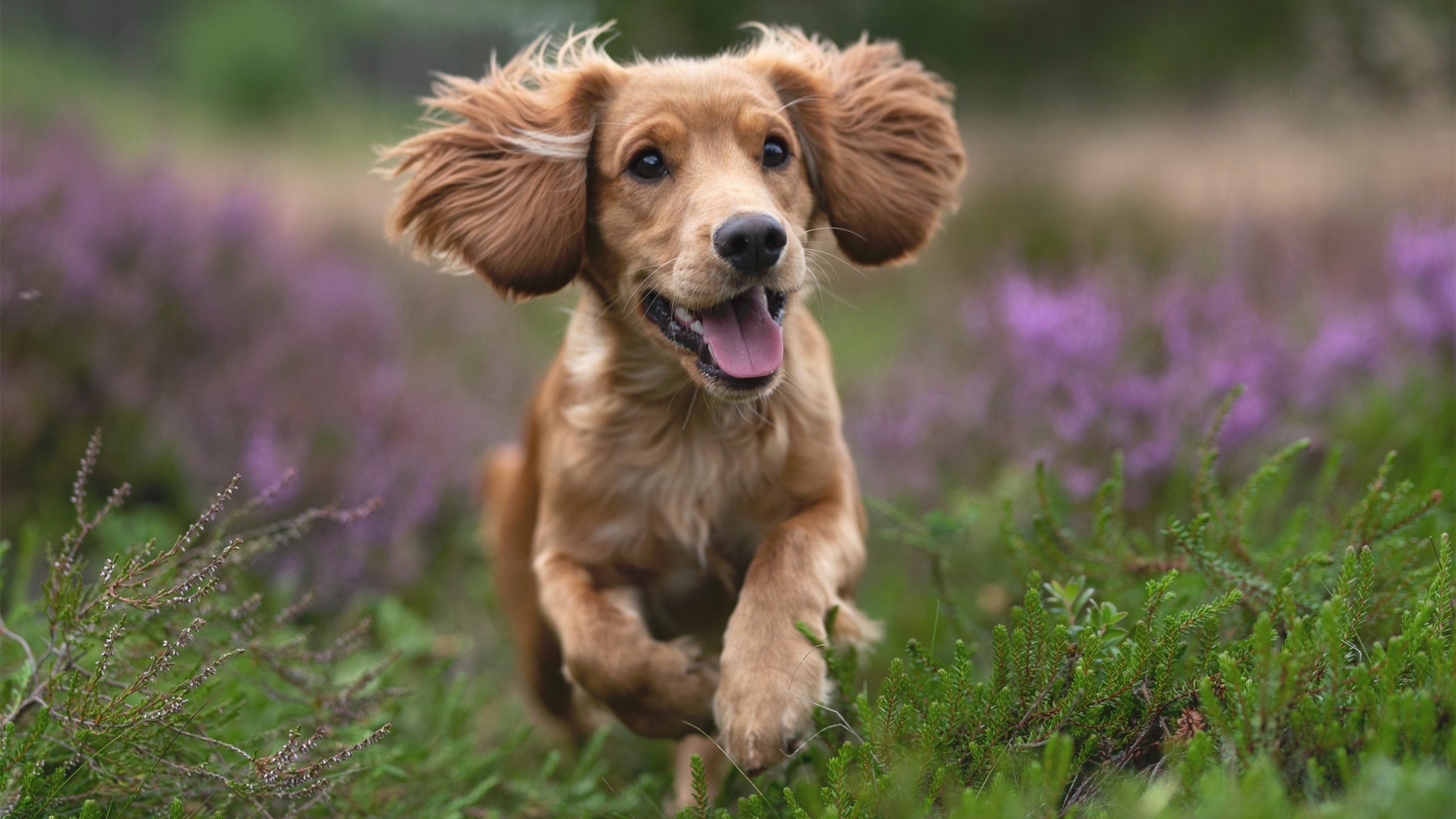 球场上的两种答案,哥伦比亚的碾压与萨拉赫的孤光—足球唯一性的双重镜像