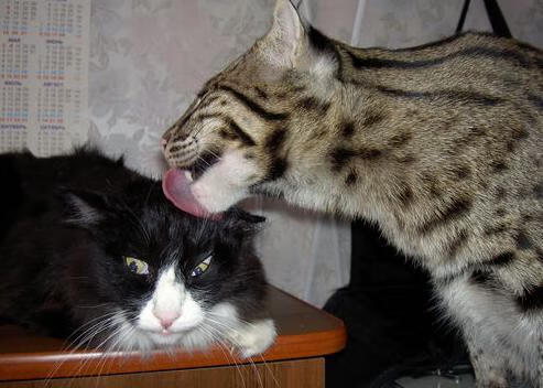 沙漠风暴席卷绿茵场,卡塔尔3-0踏平加纳,世界杯梦想照进现实