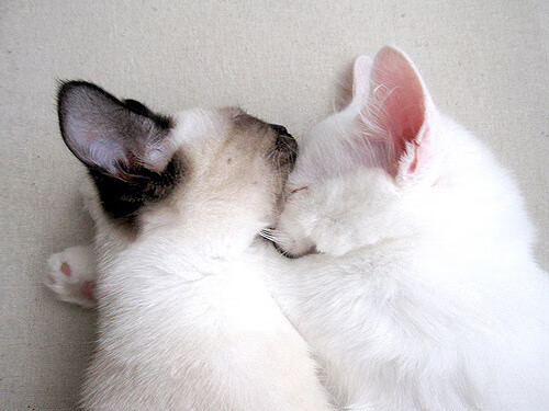 钢铁巨塔碾碎步行者防线,武切维奇内线统治诠释现代篮球暴力美学