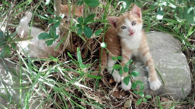 西亚卡姆高光表现助76人国际赛场击败辽宁队
