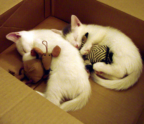 当布鲁塞尔陷入沉默，阿什拉夫如何用一粒任意球重绘足球版图