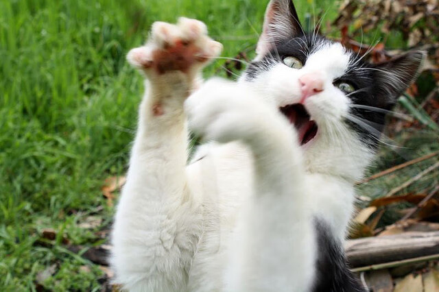 全球狂欢！芝加哥公牛vs深圳领航者，爱德华兹44分封神之战—一场跨越太平洋的篮球文明对话与新狼王的加冕礼