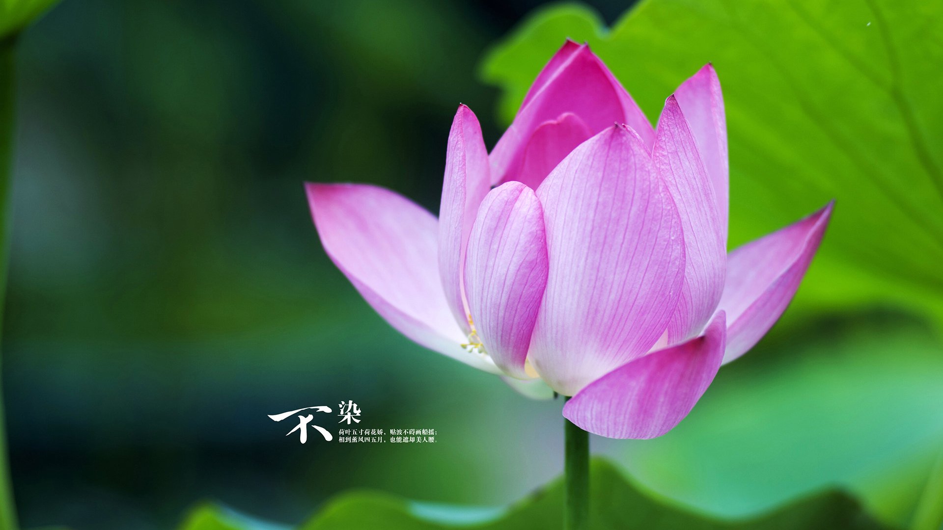 NBA总决赛之夜，英格拉姆于雷霆光影间封神