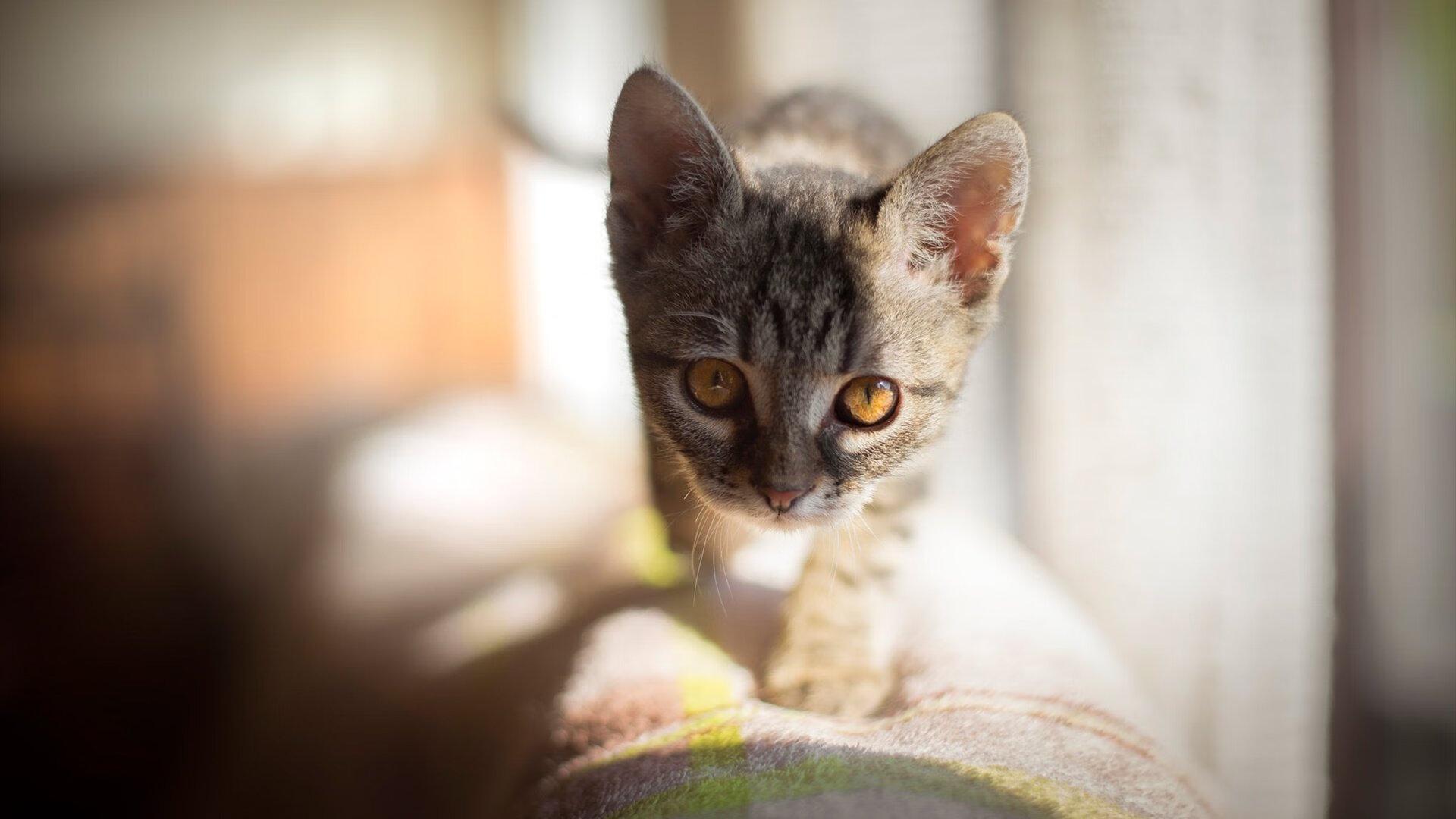 王朝的黄昏，当新神在废墟上刻下唯一的名字