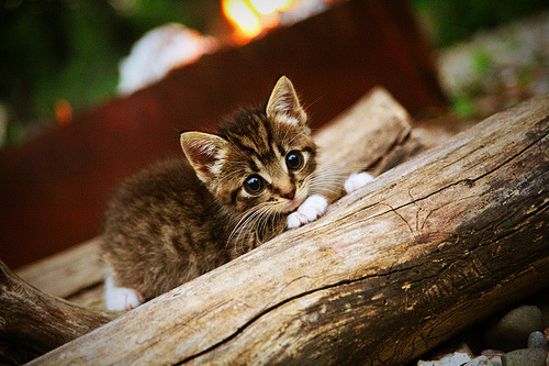 德甲争冠关键战惊现雷恩破门！阿尔及利亚裔射手压哨绝杀引爆全场