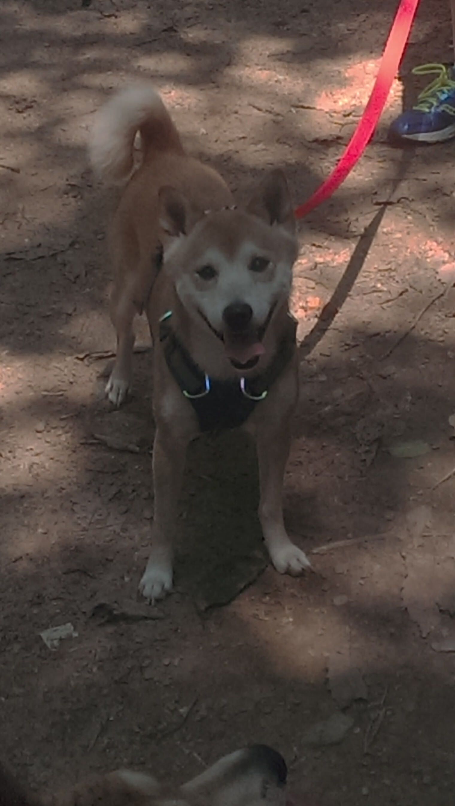 摩纳哥幽灵，为何无人能解贝林厄姆的夜赛密码