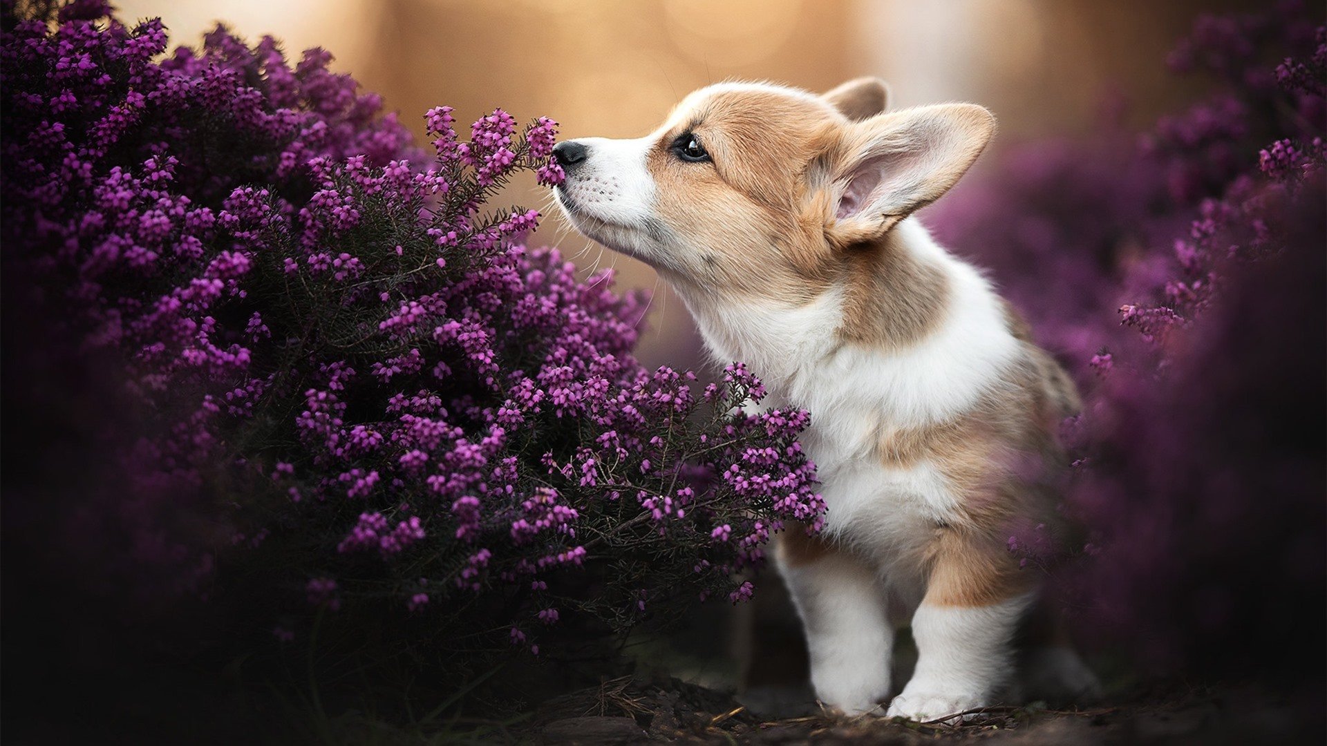 横跨两大洲的焦灼，当意甲的巴西人听见摩洛哥绝杀的余震