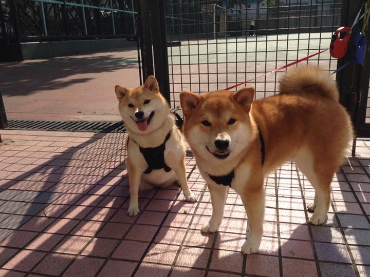 一个人的圣城血战，范弗利特用钢铁头颅与三分暴雨，打响了属于草根的世界排名争夺战