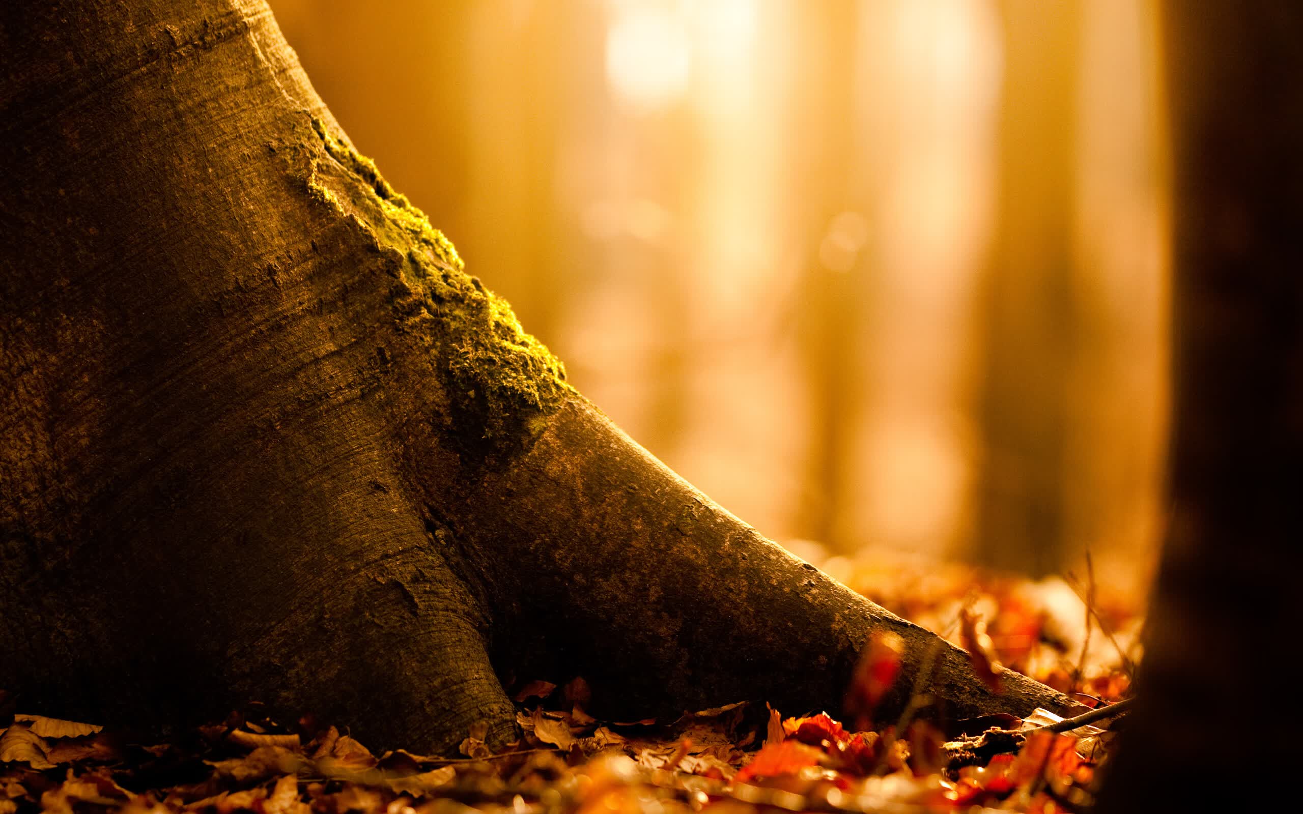 红黄交锋，贝林厄姆的战术钥匙如何解锁2026世界杯最强冷门
